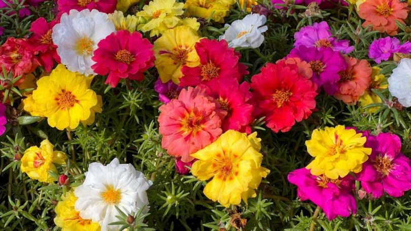 Nagyvirágú porcsin Singleflower Mix - porcsin rózsa - Portulaca grandiflora, Portulaca grandiflora, ehető virág